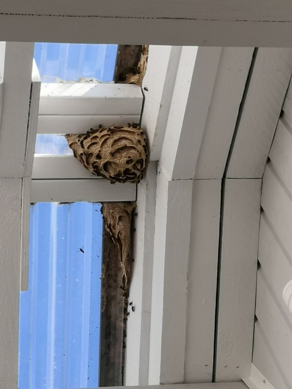 Herhiläispesä rakennettuna ikkunan yläkulmaan, pesän pinnalla useita herhiläisiä