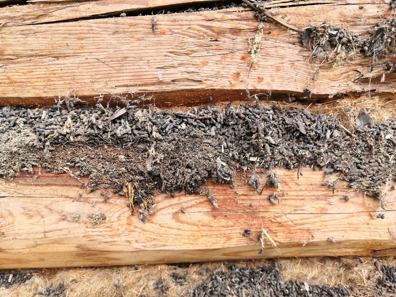 Lepakon papanoita hirsiseinän saumassa, vyö kulkee pitkin seinän vaakasuoraa rakoa.
