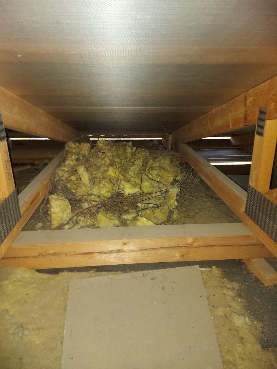 Orava rakennuksen yläpohjassa: näin toimit oikein ja laillisesti