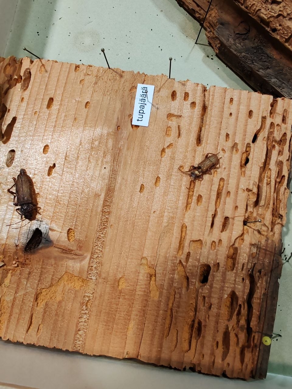 Tupajäärän vaurioittamaa puuta ja aikuisia yksilöitä, merkitty näyte