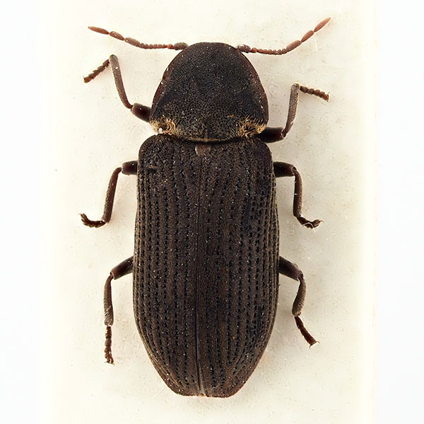 kuolemankello