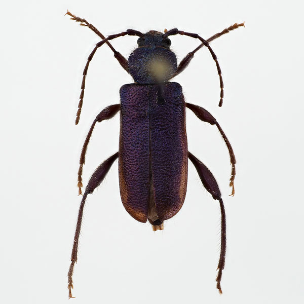 papintappaja